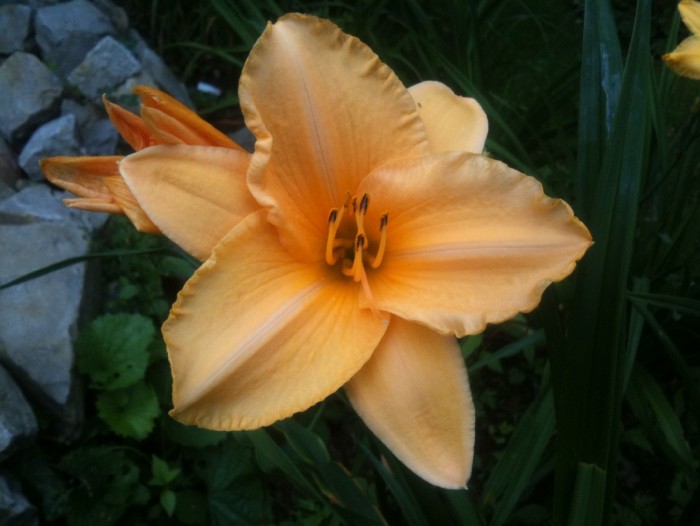 Glorious Hemerocallis in our nursery. Sometime in July 2018.