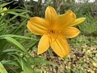 Hemerocallis middendorffii, early blooming daylilies, classic yellow.